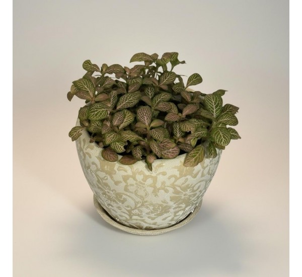 Özel Saksılı Fittonia